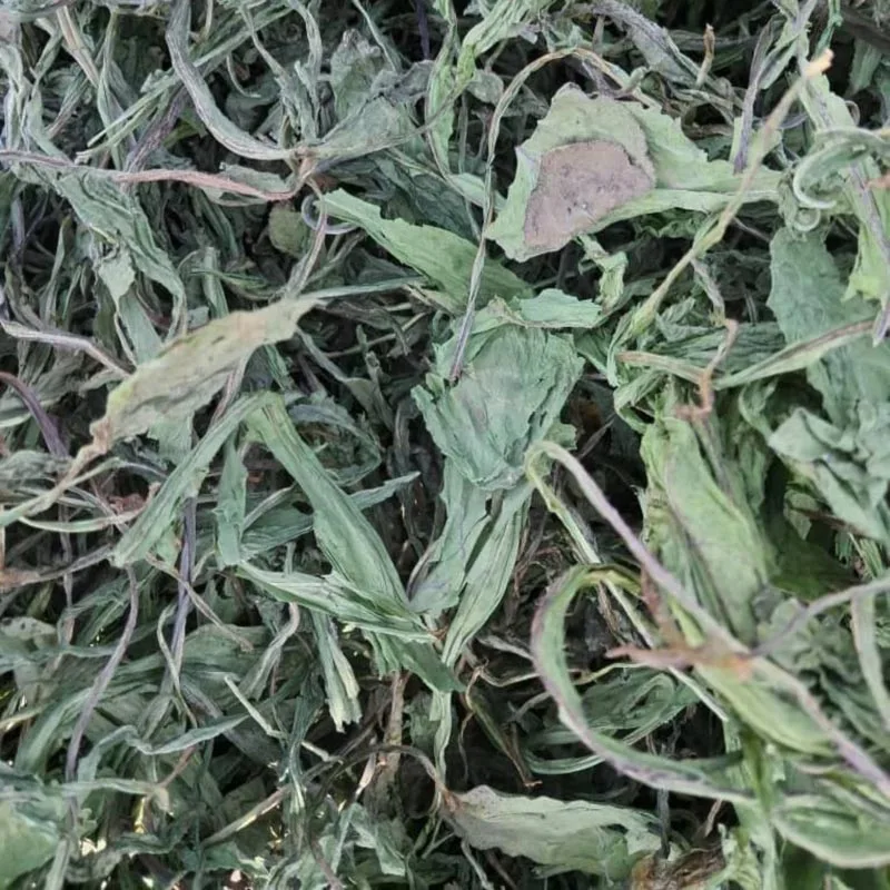 برگ کاسنی خشک شده اعلا و امسالی (۱۰۰٪ طبیعی) - تصویر 3